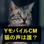 YモバイルCMの猫「ニャンシー社長」の声は誰？英語が上手い芸能人？